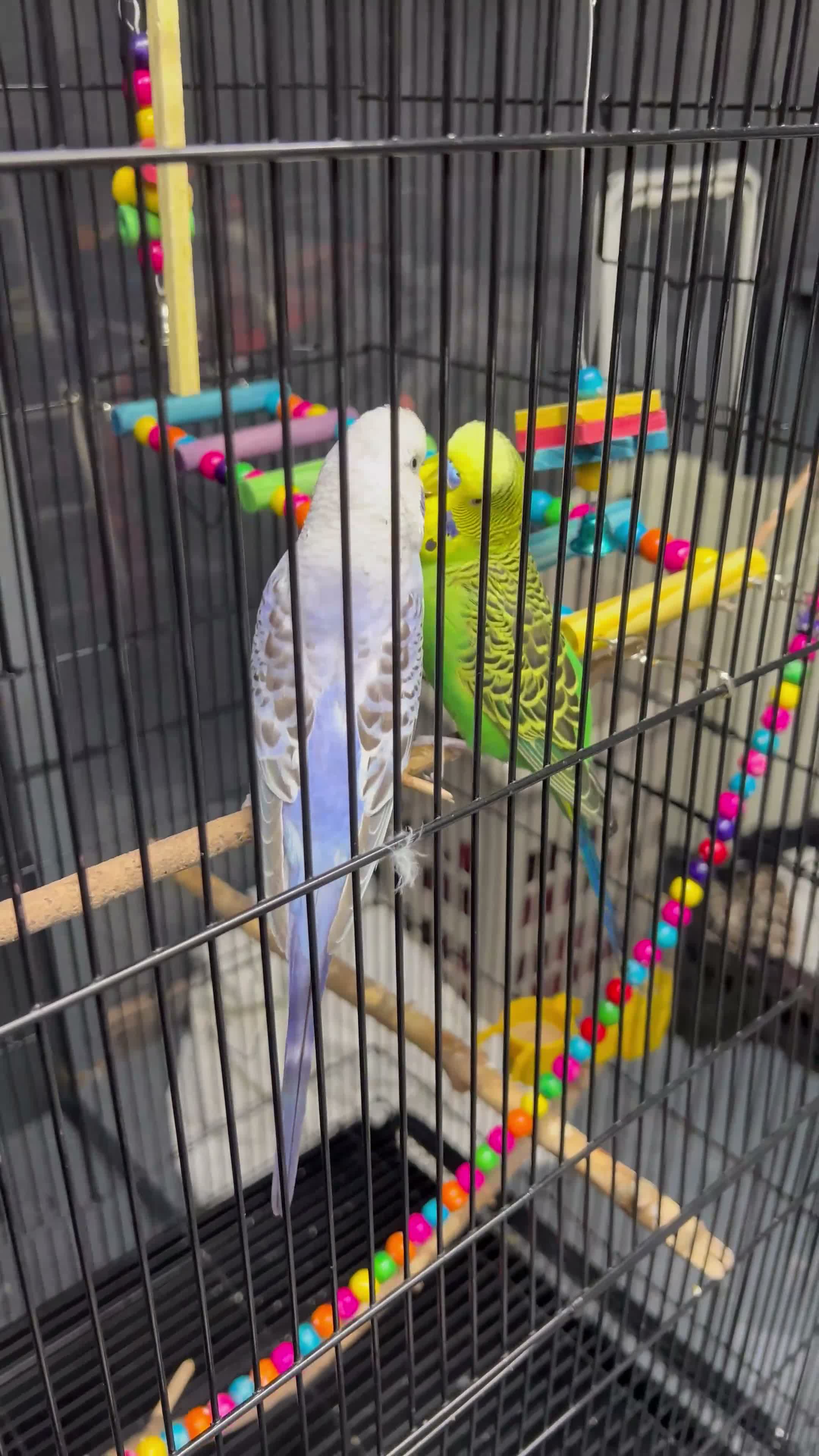 Budgerigars birds for sale: 2male Budgerigar  in Saint Helens - Video 1