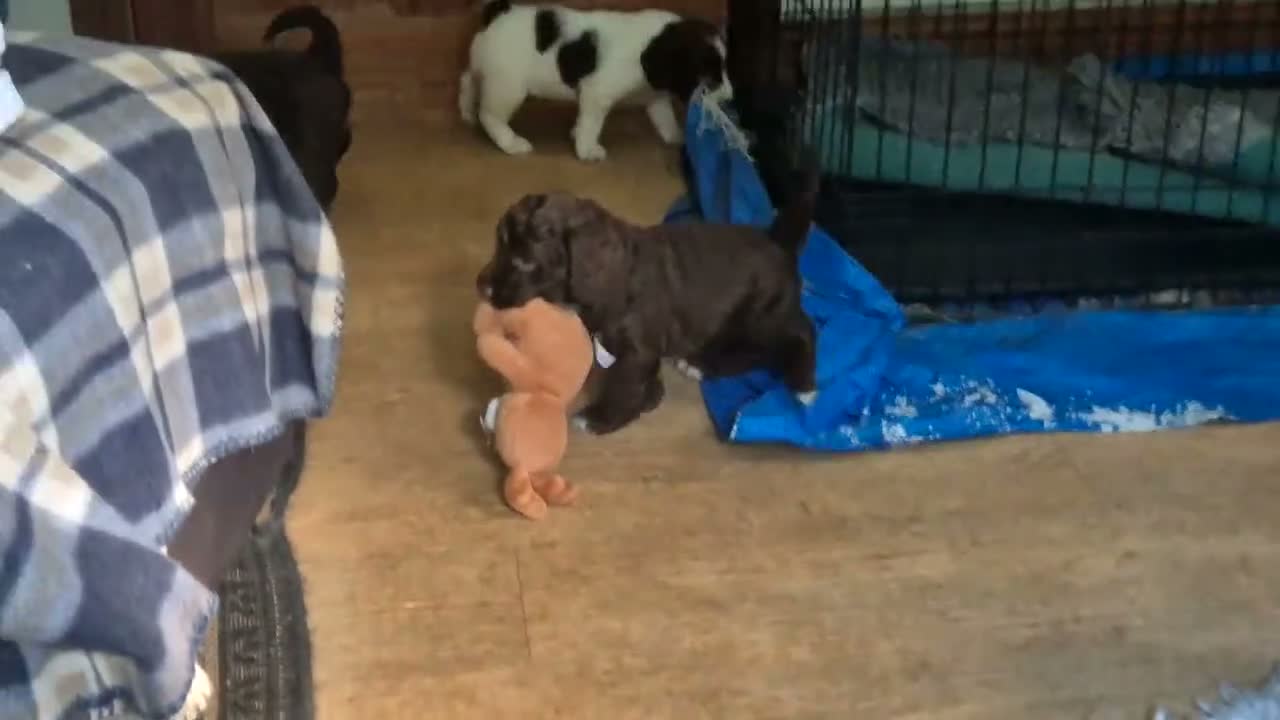 Sproodle dogs for sale: Gorgeous litter of Sproodle Pups  - Video 1