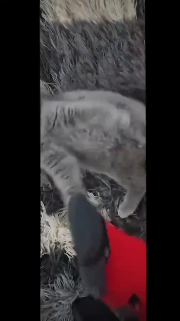 British Shorthair cats for sale: (READY NOW) Show Quality Champions 🥇🏆BSH GCCF - Video 1