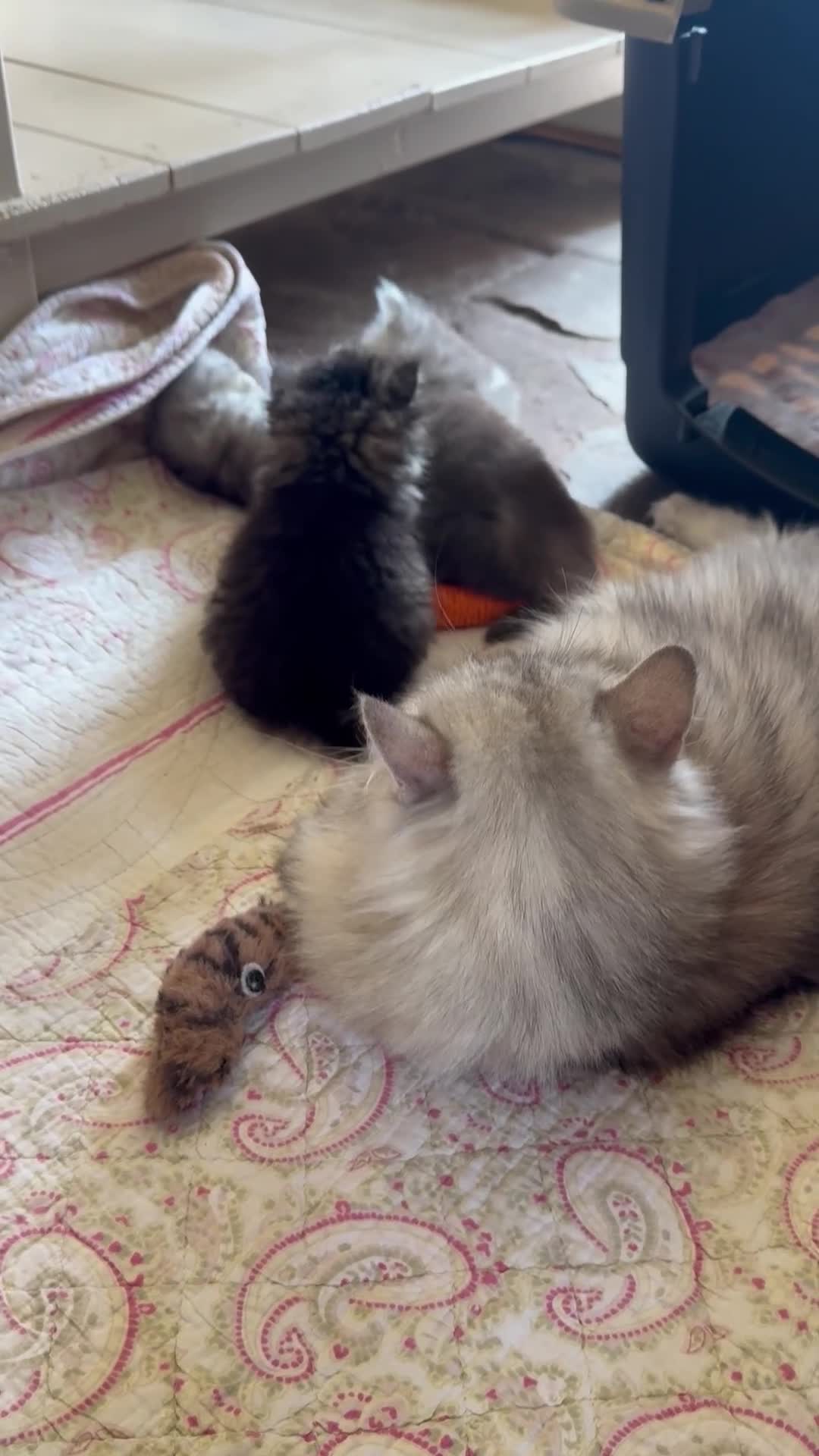 British Longhair cats for sale: Beautiful Longhaired Kittens  - Video 2