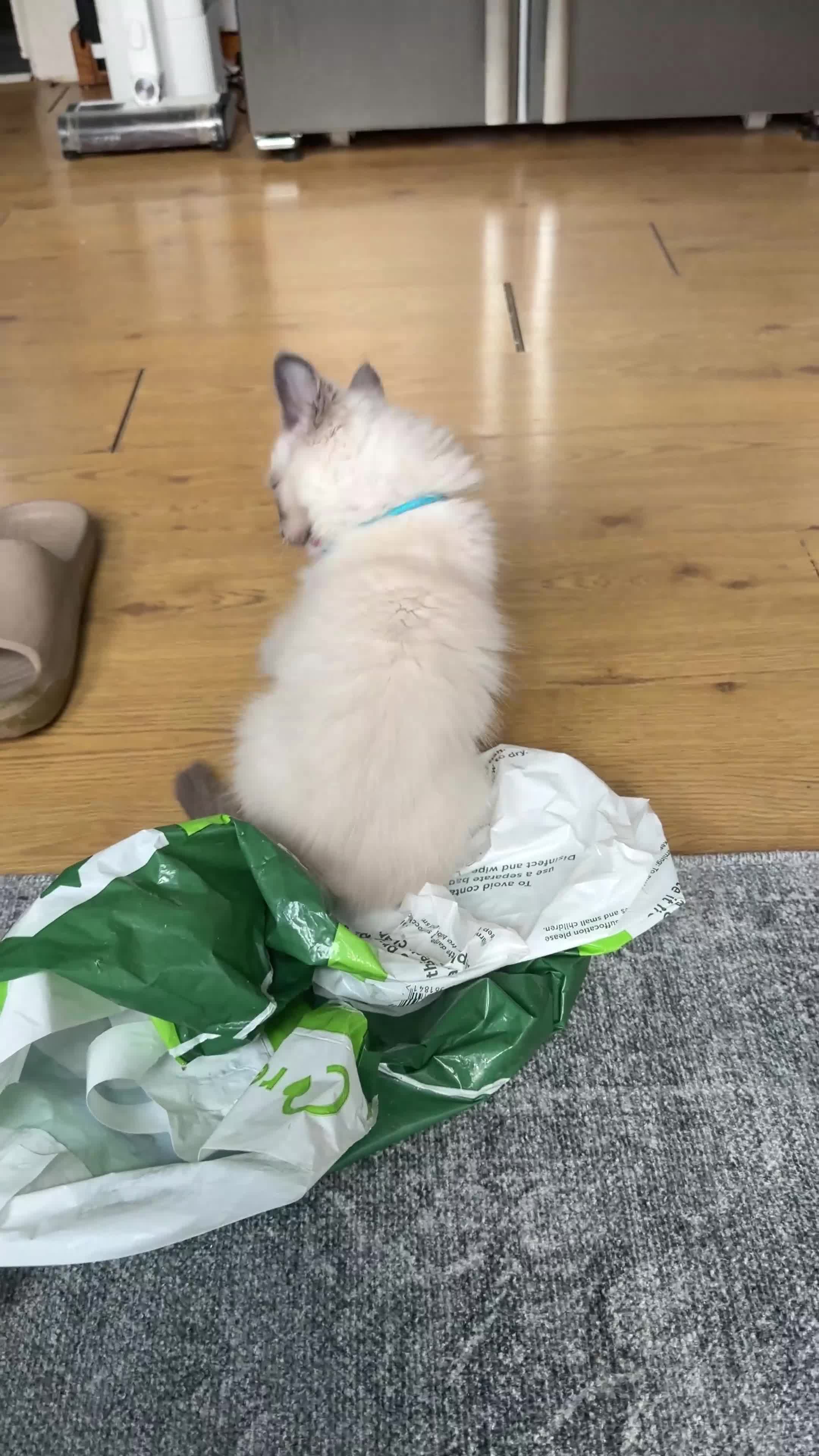 Ragdoll cats for sale: Ready now!Fully pedigree blue point kittens  - Video 2