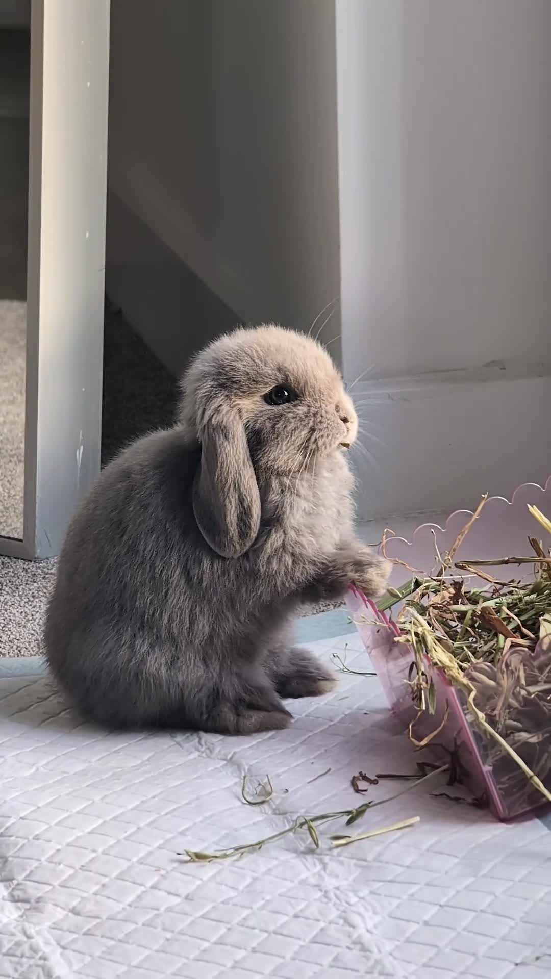 Mini Lop rabbits for sale: Mini Holland Lop Bunny  - Video 1