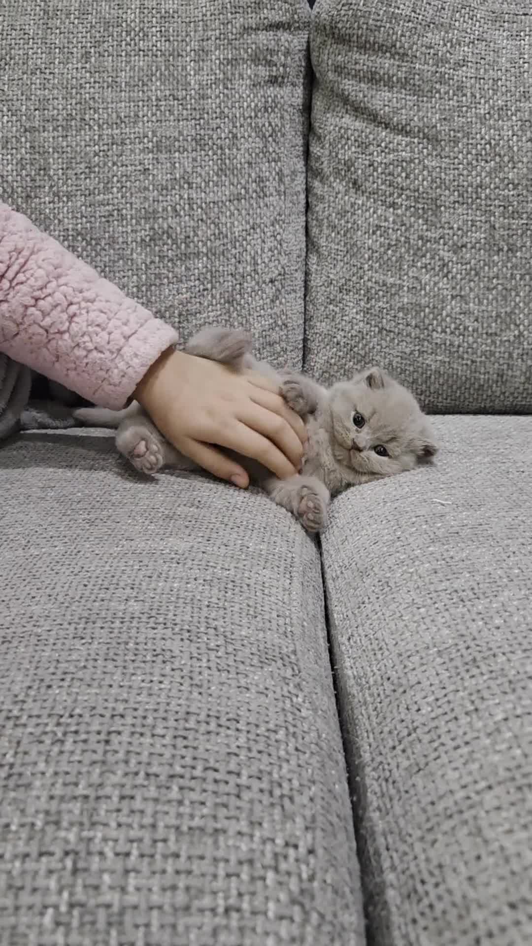 British Shorthair cats for sale: Gorgeous Pure Breed British shorthair kittens  - Video 3