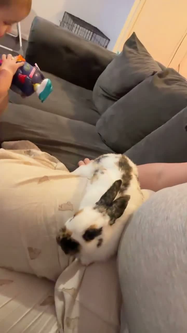Tri Coloured Dutch rabbits for sale: Beautiful Tri-coloured Dutch Female Bunny in Morecambe - Video 1