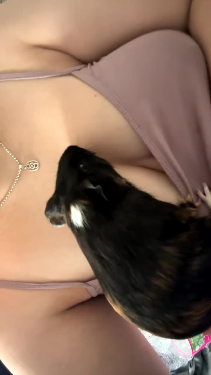 Guinea Pig rodents for sale: 2 male guinea pigs needing rehomed asap in Glasgow - Video 5