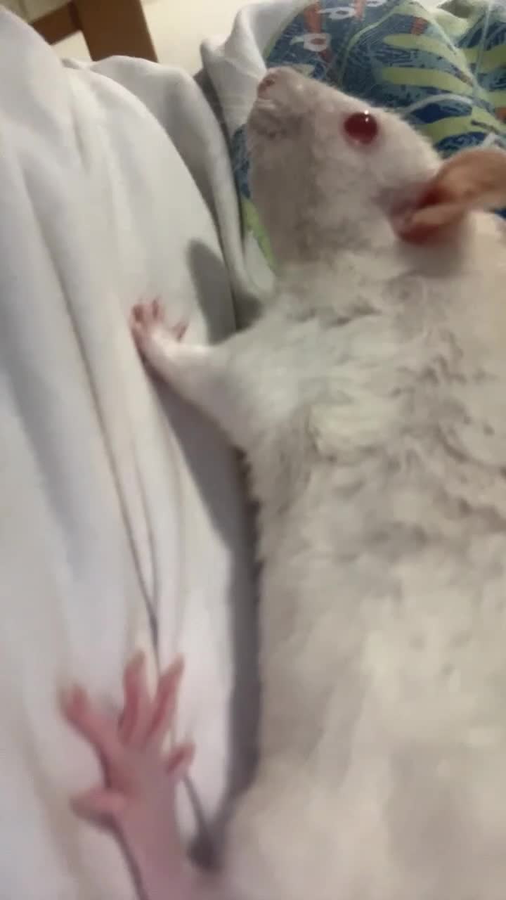 Rat rodents for sale: 4 rats + cage and accessories  - Video 2