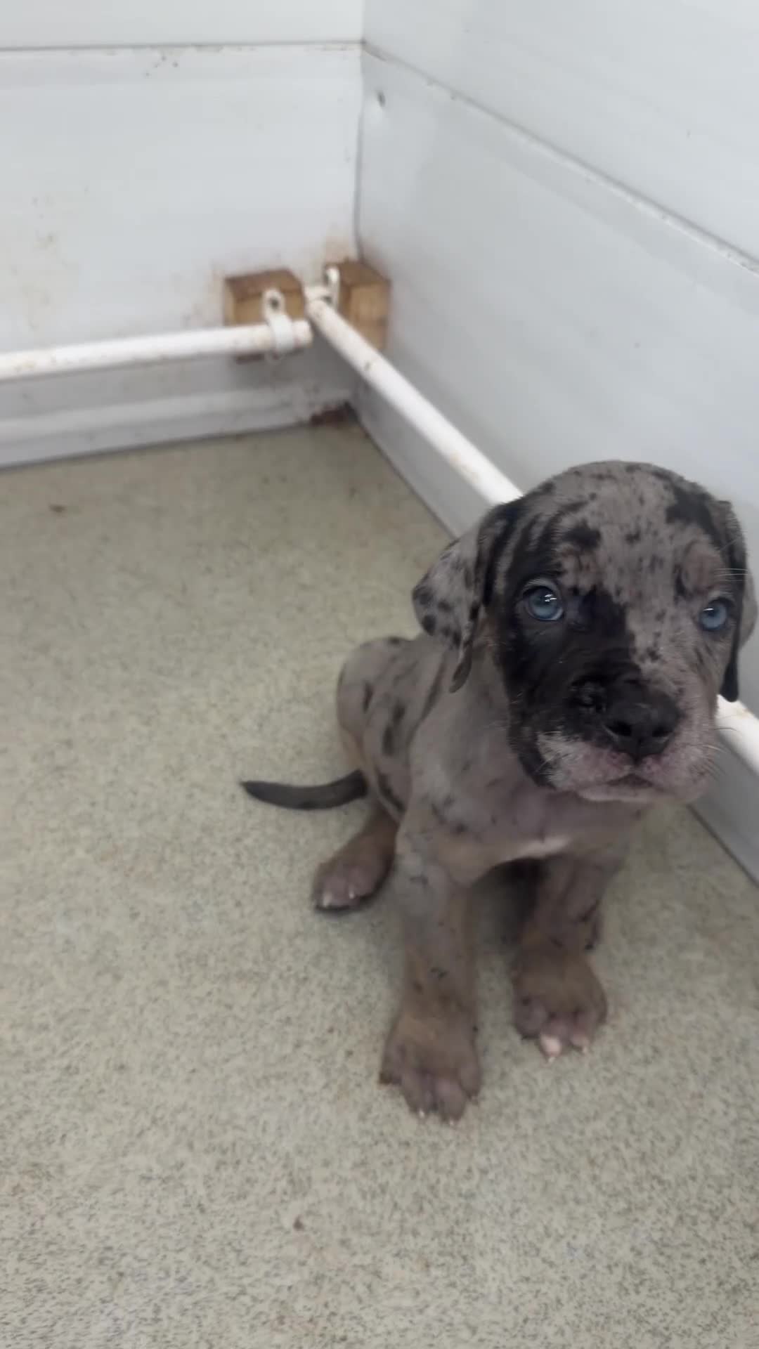 Cane Corso dogs for sale: 🐾 Cane corso litter with distinctive colours 🐾  in Plymouth - Video 4
