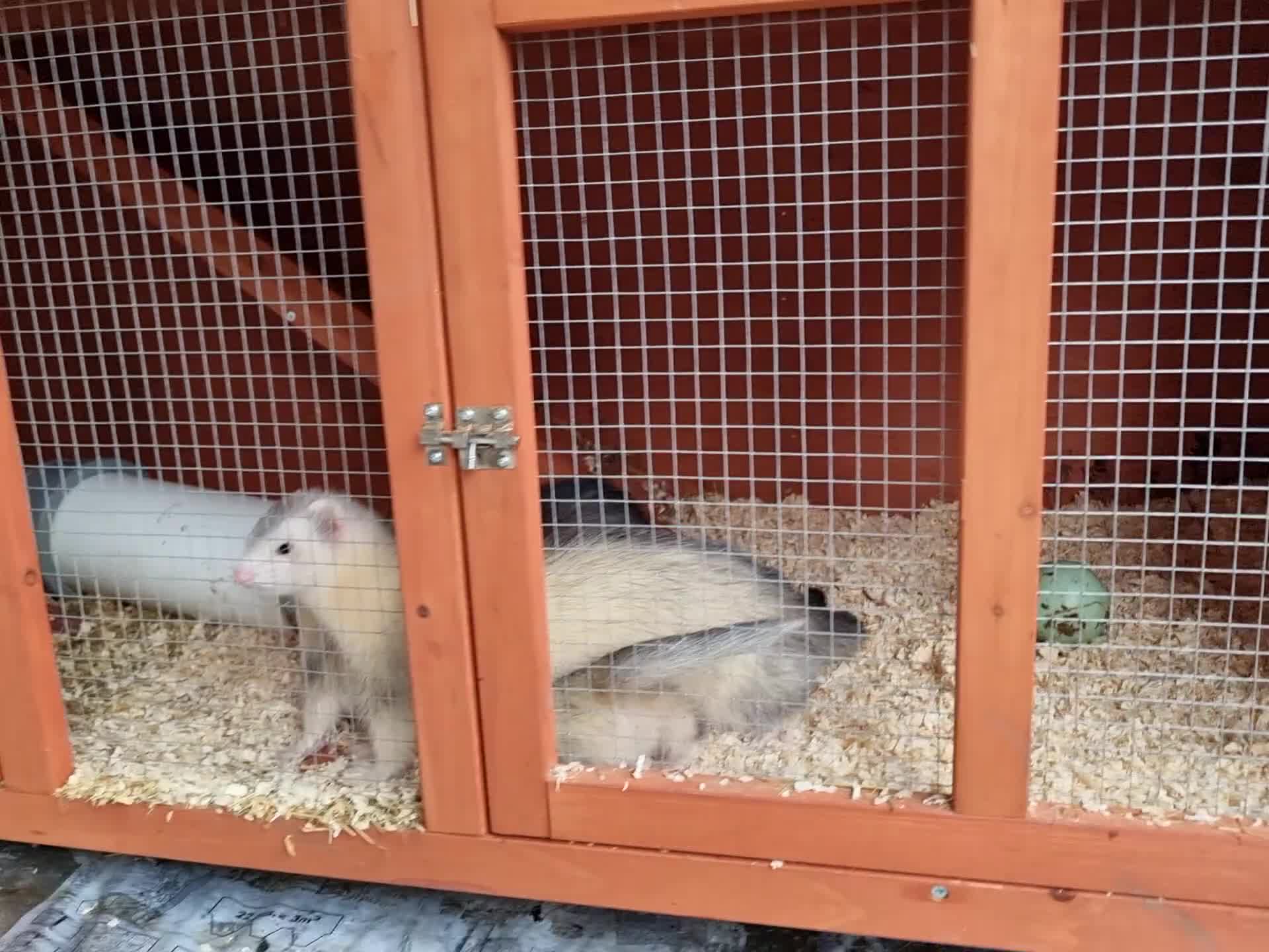 Ferret rodents for sale: Ferrets for sale  - Video 1