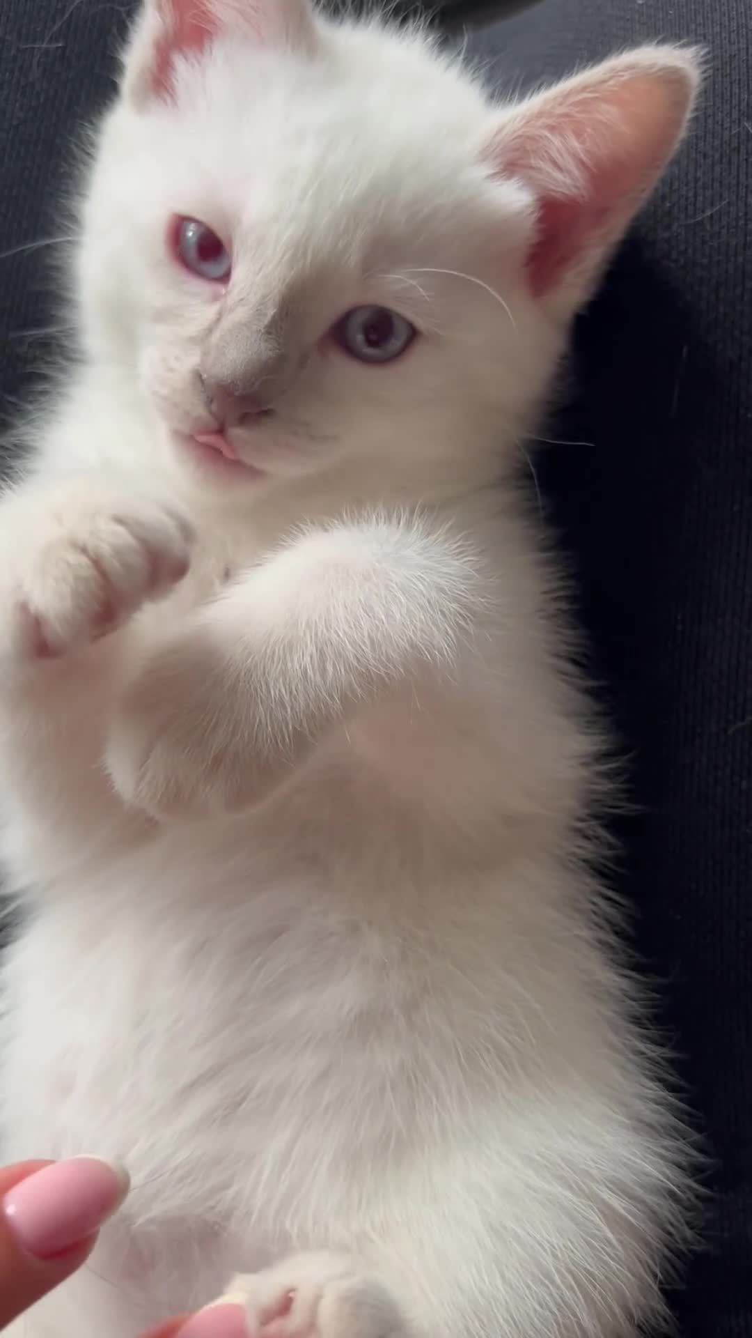 Siamese cats for sale: 2x Beautiful Pedigree Siamese Female Kittens - Video 3