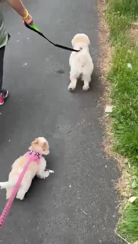 Mixed Breed dogs for adoption: 💙🐶 TEDDY 🐶💙 - Video 3