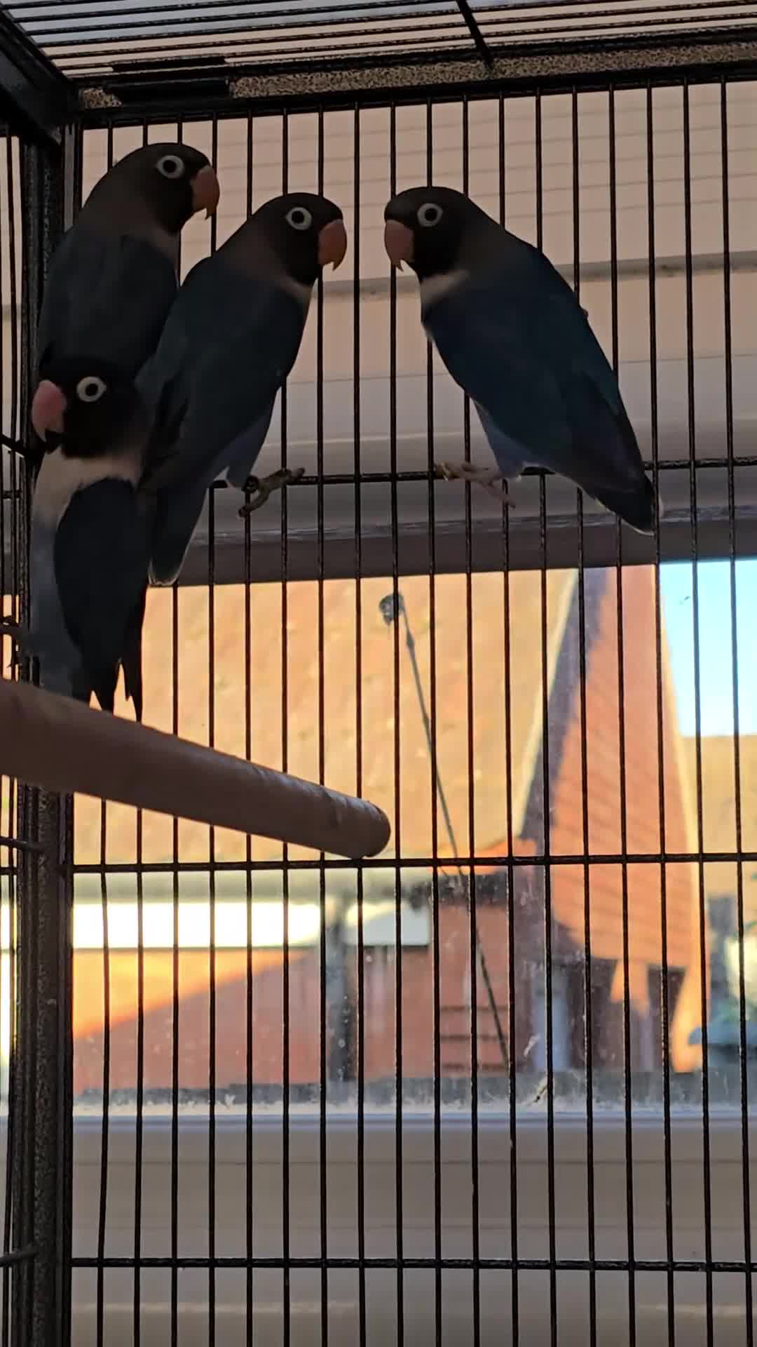 Lovebirds birds for sale: Blackmasked young lovebirds for sale - Video 1