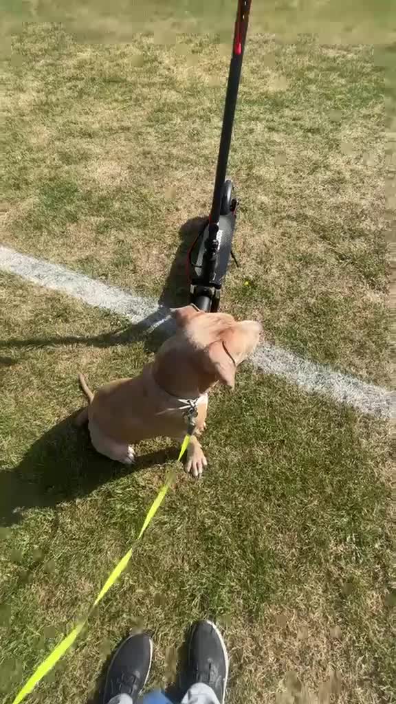Mixed Breed dogs for sale: Mixed Breed Amazing Pup 6 Months Old - Video 2