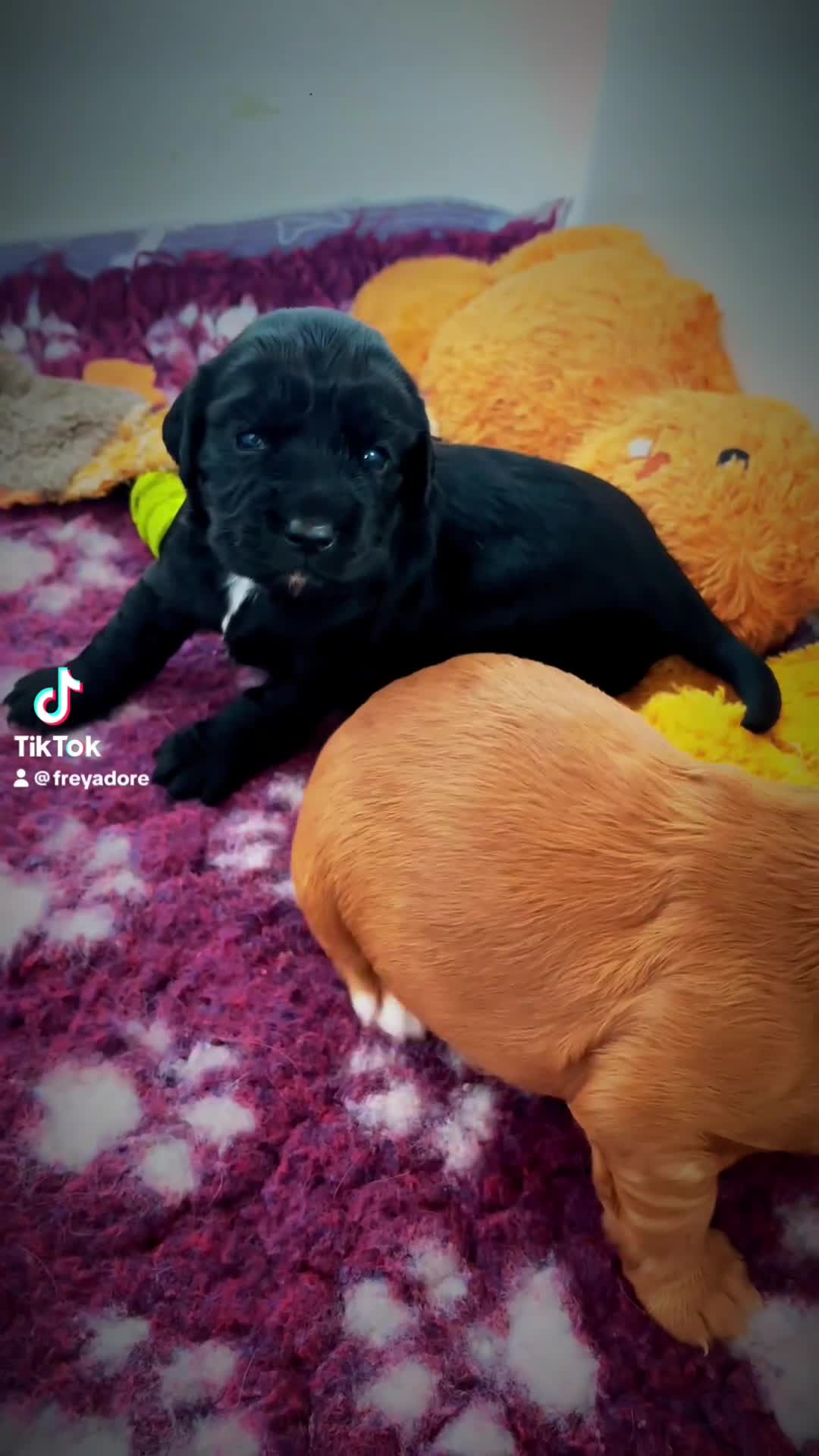 Cocker Spaniel dogs for sale: KC working cocker puppies 🖤girl & ❤️boy left - Video 2