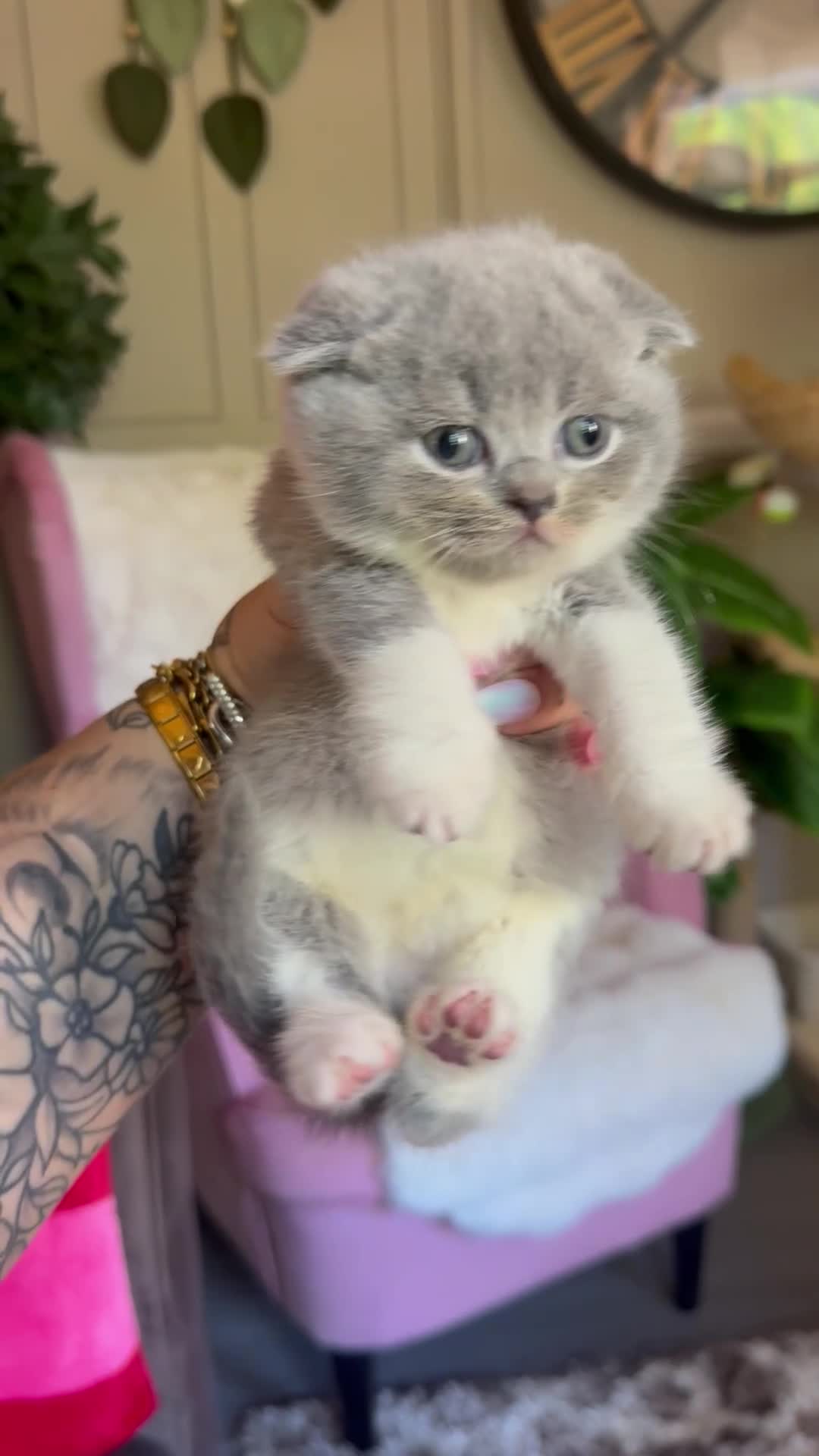 British Shorthair cats for sale: Summer Sale 😻 Champion Line Kittens 😻🥇🏆🐾 - Video 2