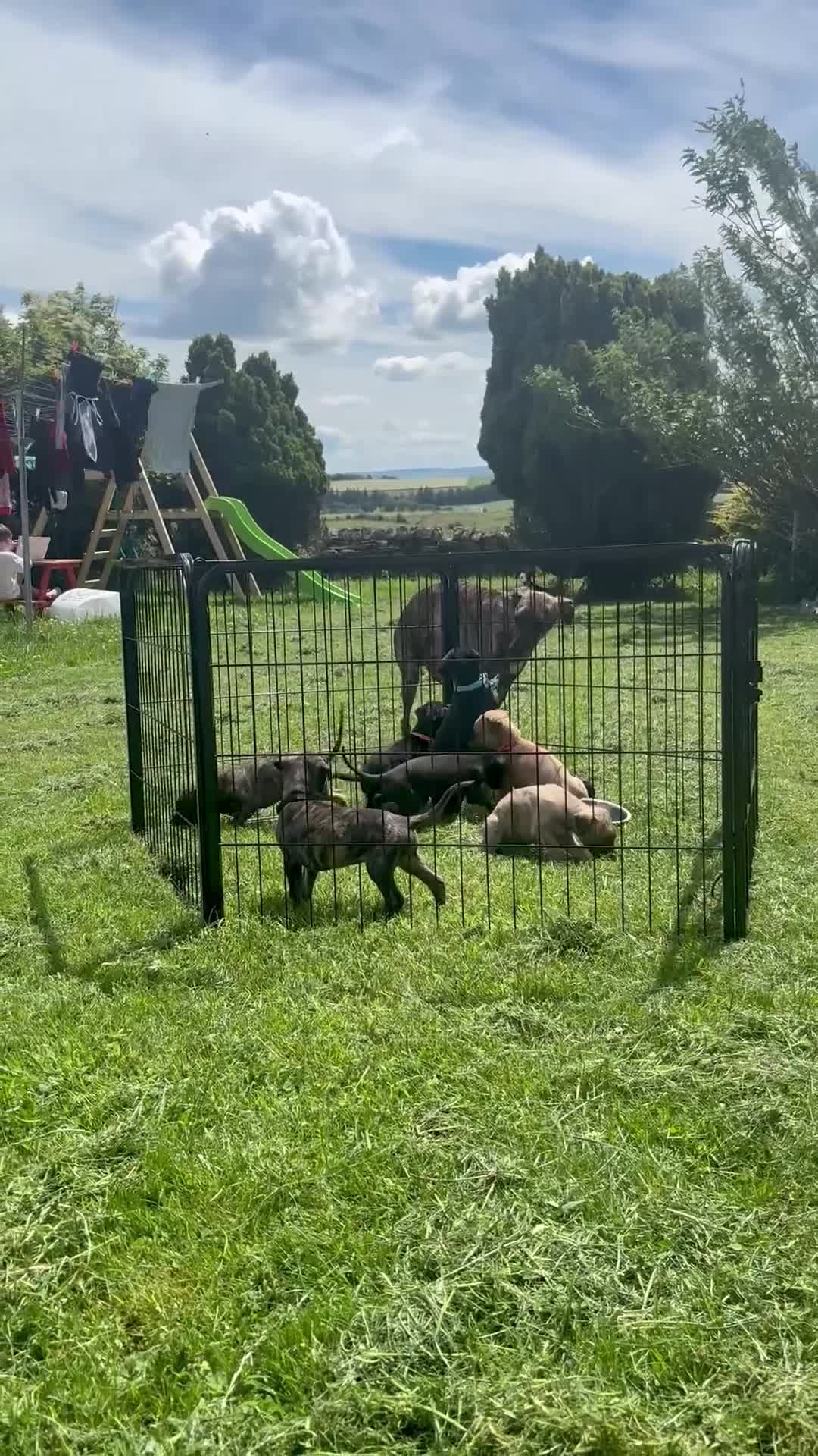 Whippet dogs for sale: Whippet puppies 4 left - READY TO LEAVE JULY 12th  - Video 1