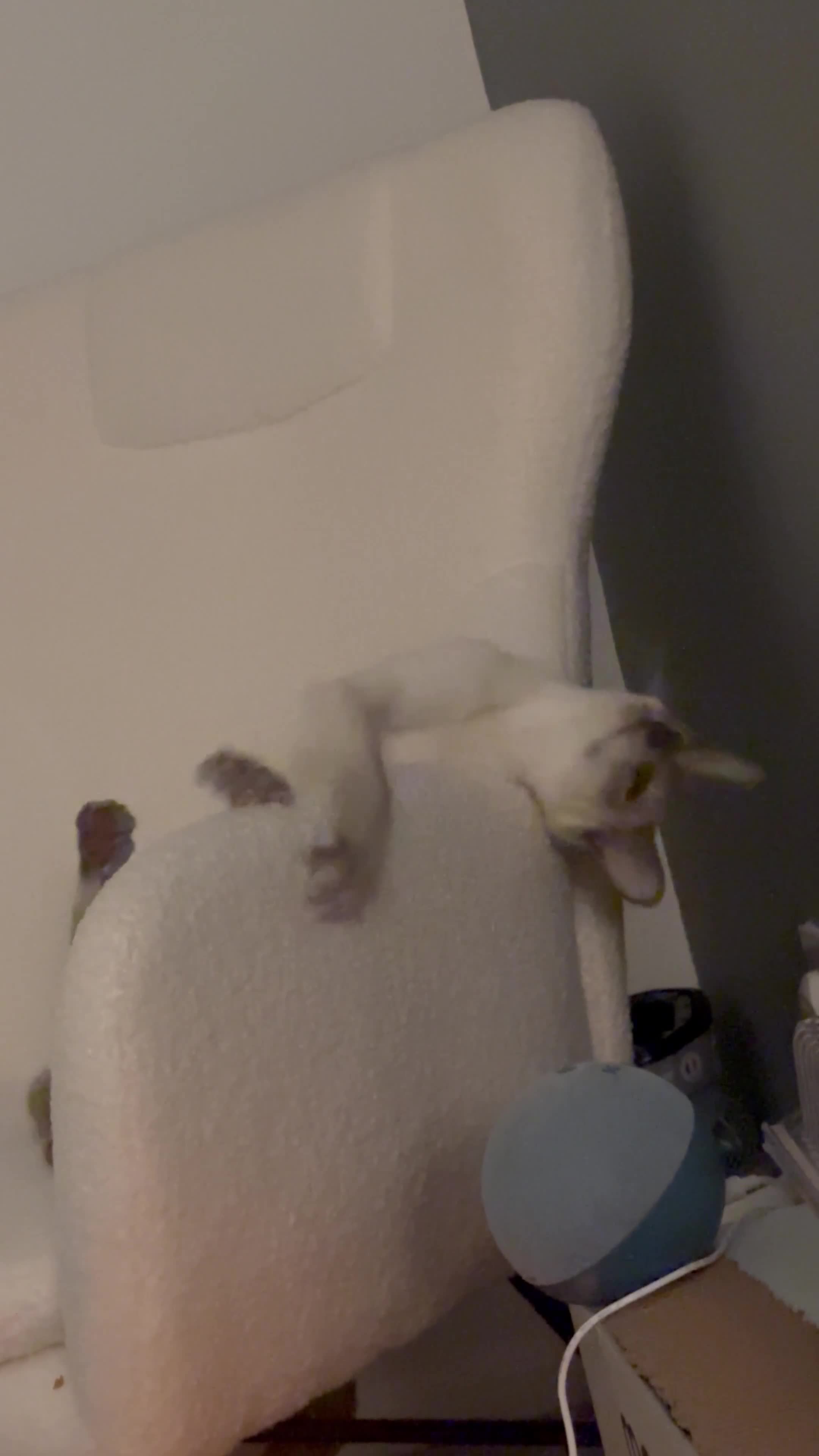 Oriental cats for sale: Beautiful Purebred Lilac Point Oriental Shorthair  - Video 1