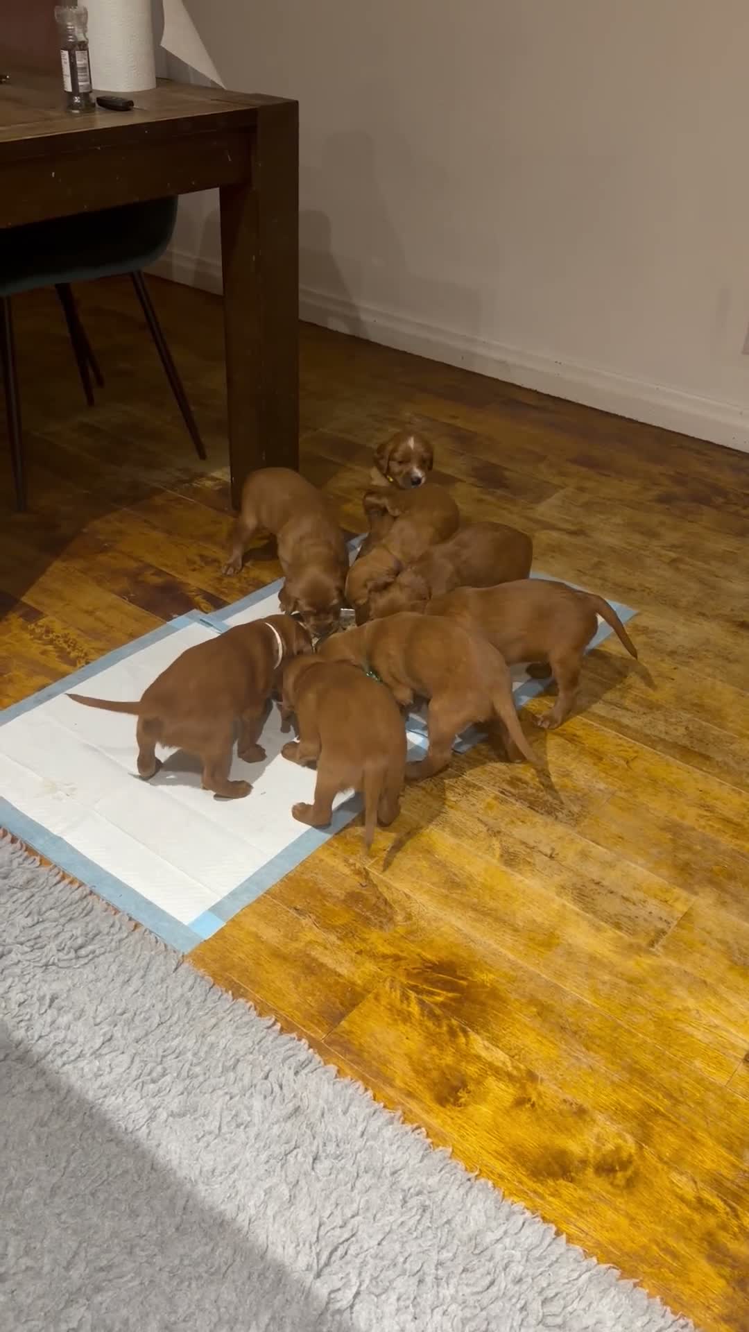 Irish Setter dogs for sale: Irish Red Setter Puppies  - Video 1
