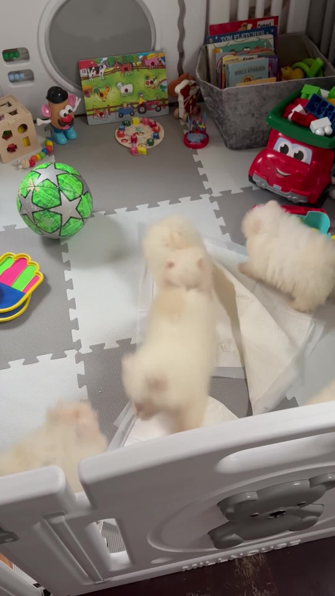 Pomeranian dogs for sale: Amazing pure white KC puppies looking for lovely🏠 - Video 1