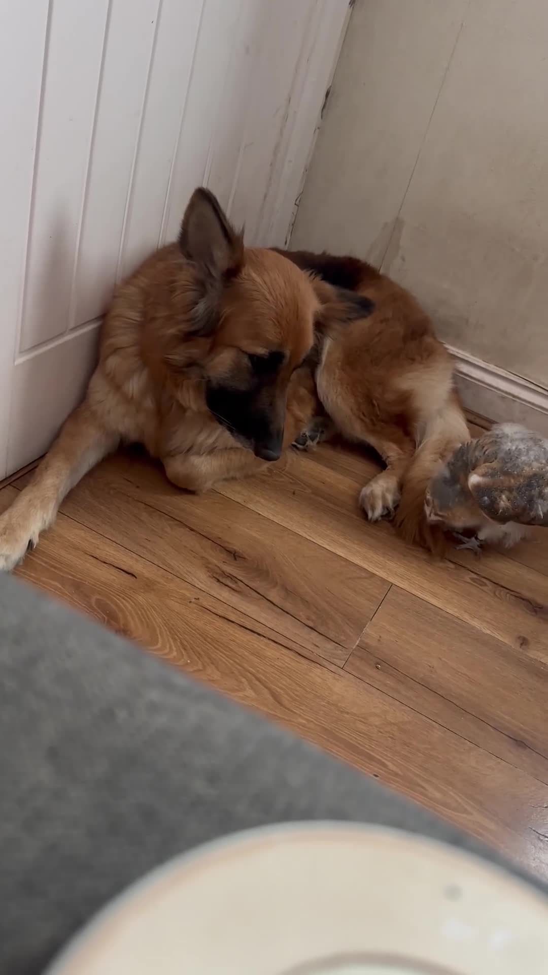 German Shepherd dogs for sale: 8yr old German Shepher Girl  - Video 1