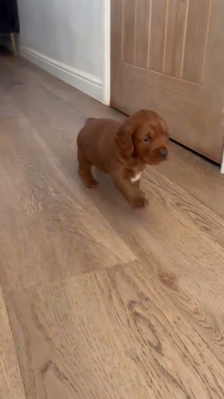 Cockapoo dogs for sale: F1B cockapoo puppies in Kilwinning - Video 1