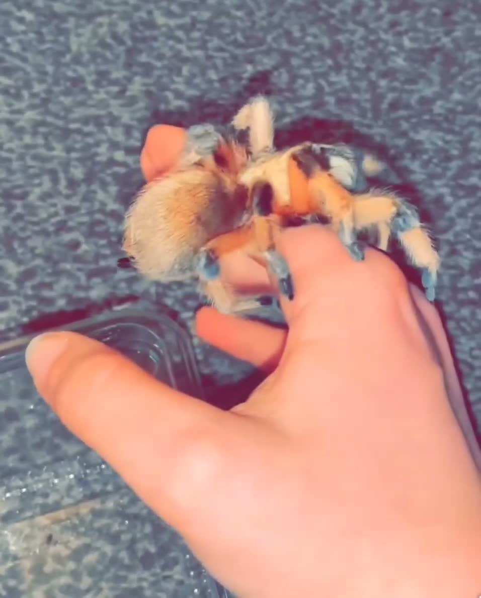 Tarantulas invertebrates for sale: Three Beautiful Female Tarantulas in Leicester - Video 1
