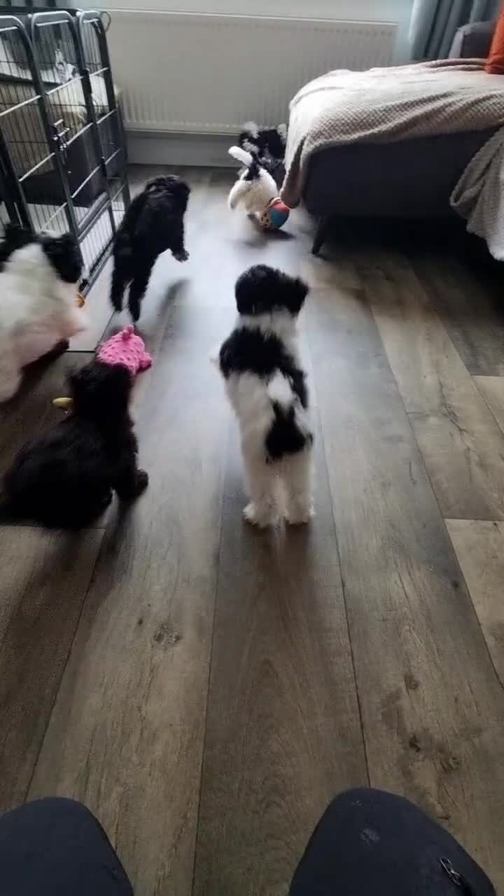 Cockapoo dogs for sale: Fully Vaccinated Best Friend Sofa Companions 🥰   - Video 4