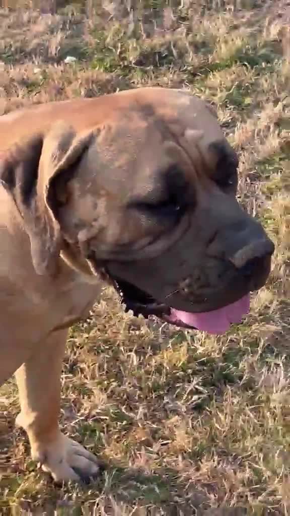 Boerboel dogs for sale: South African boerboel - Video 1