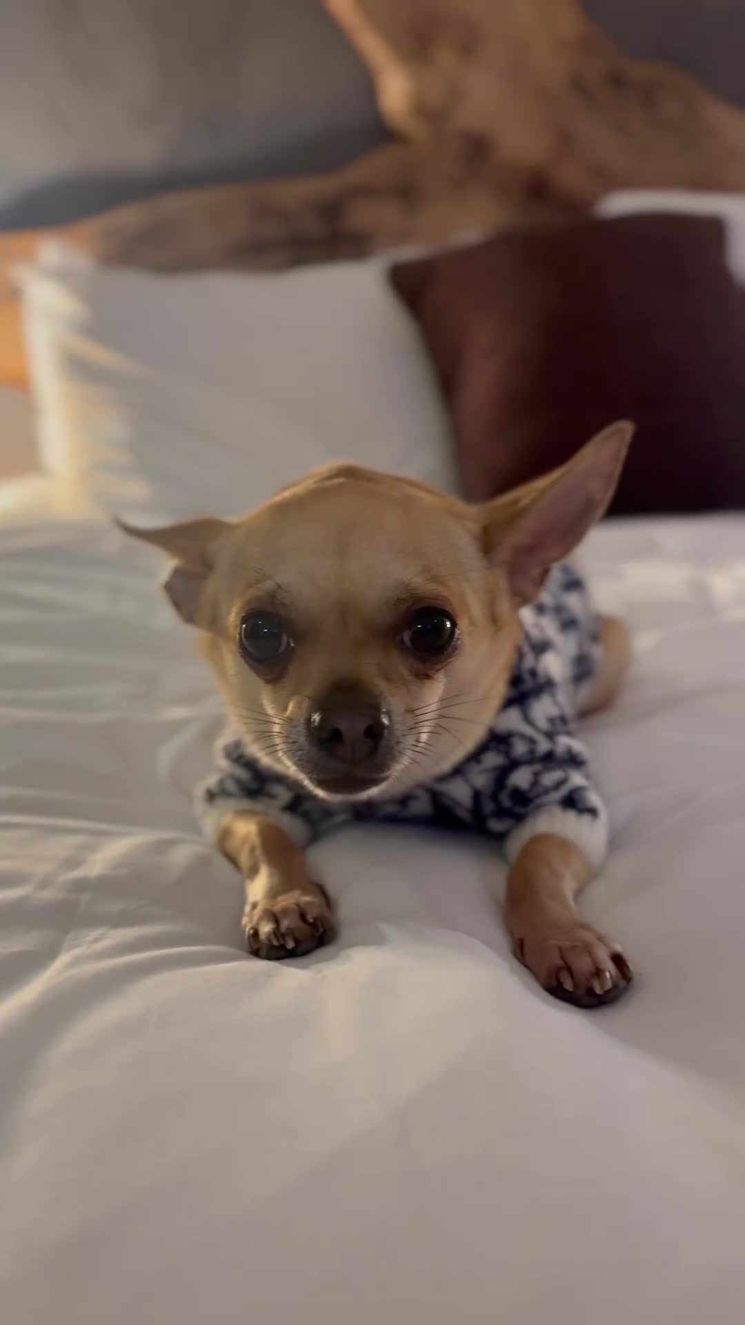 Chihuahua dogs for stud: Smart Fawn Short-Hair Chihuahua Available for Stud - Video 1