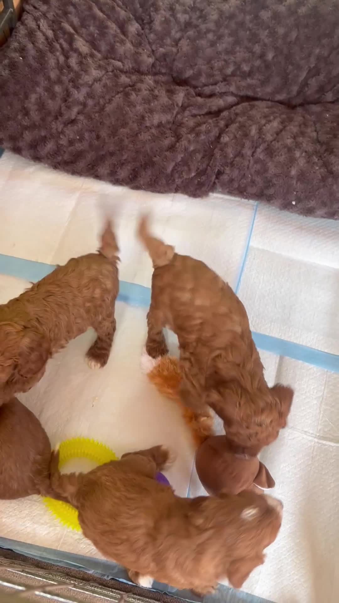 Cavapoo dogs for sale: Our delightful Cavapoo puppies  - Video 1