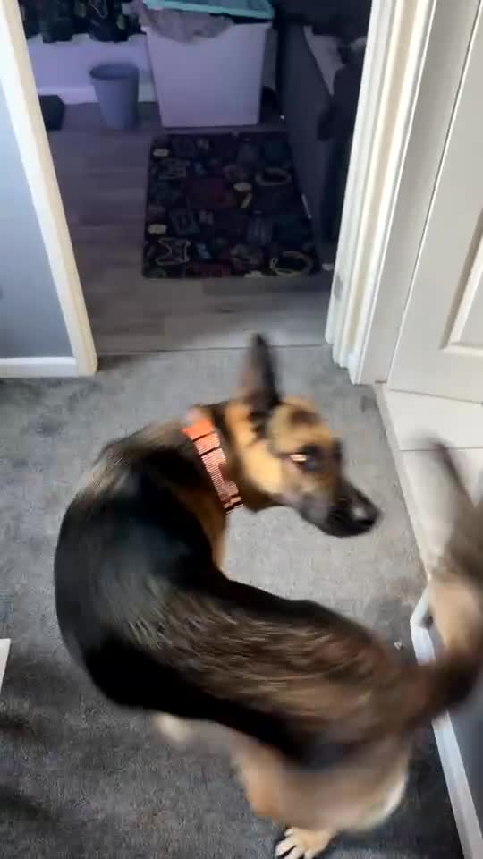 German Shepherd dogs for sale: Koda  - Video 2