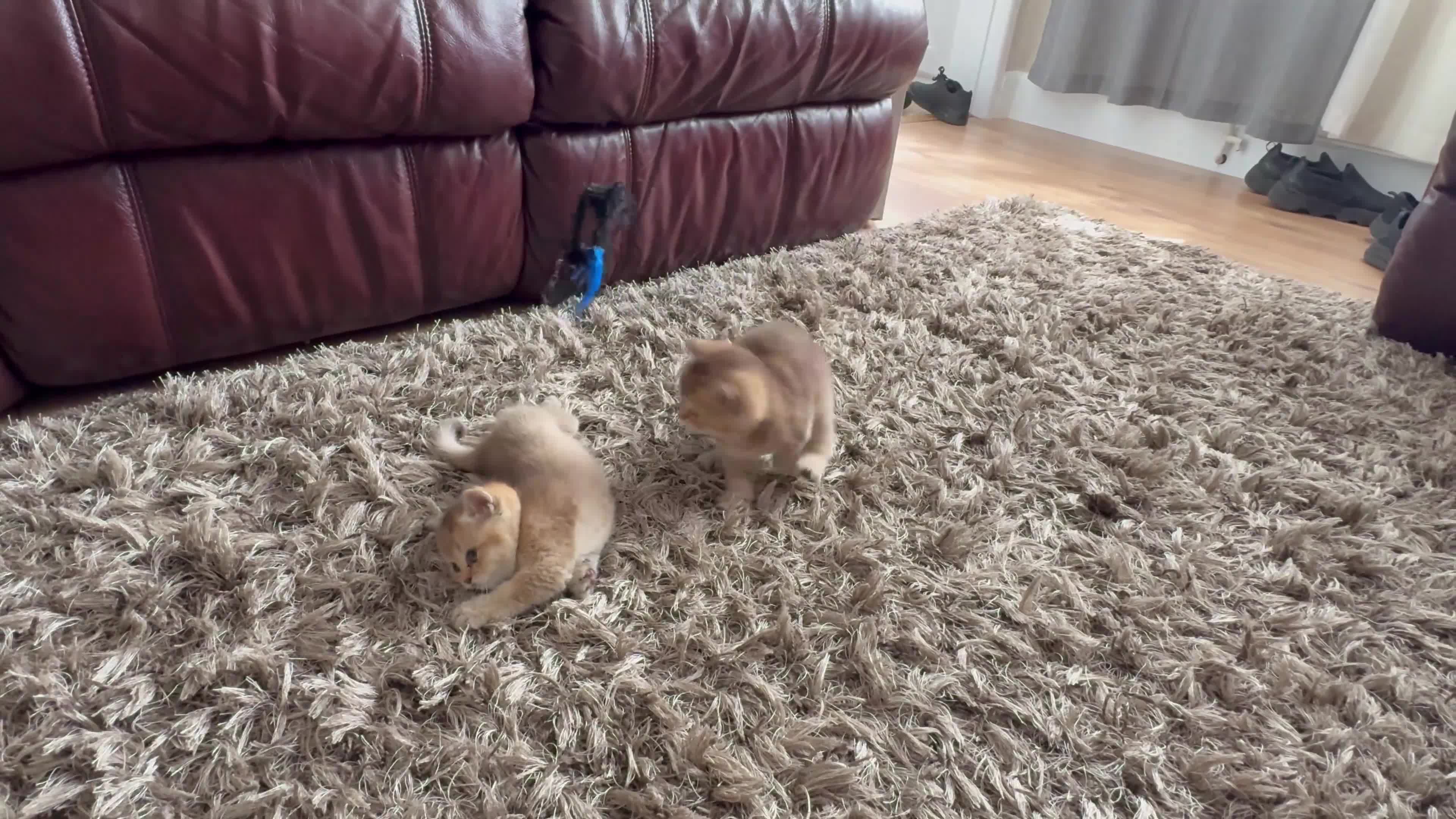 British Shorthair cats for sale: Golden british shorthair/ british longhair kittens - Video 1
