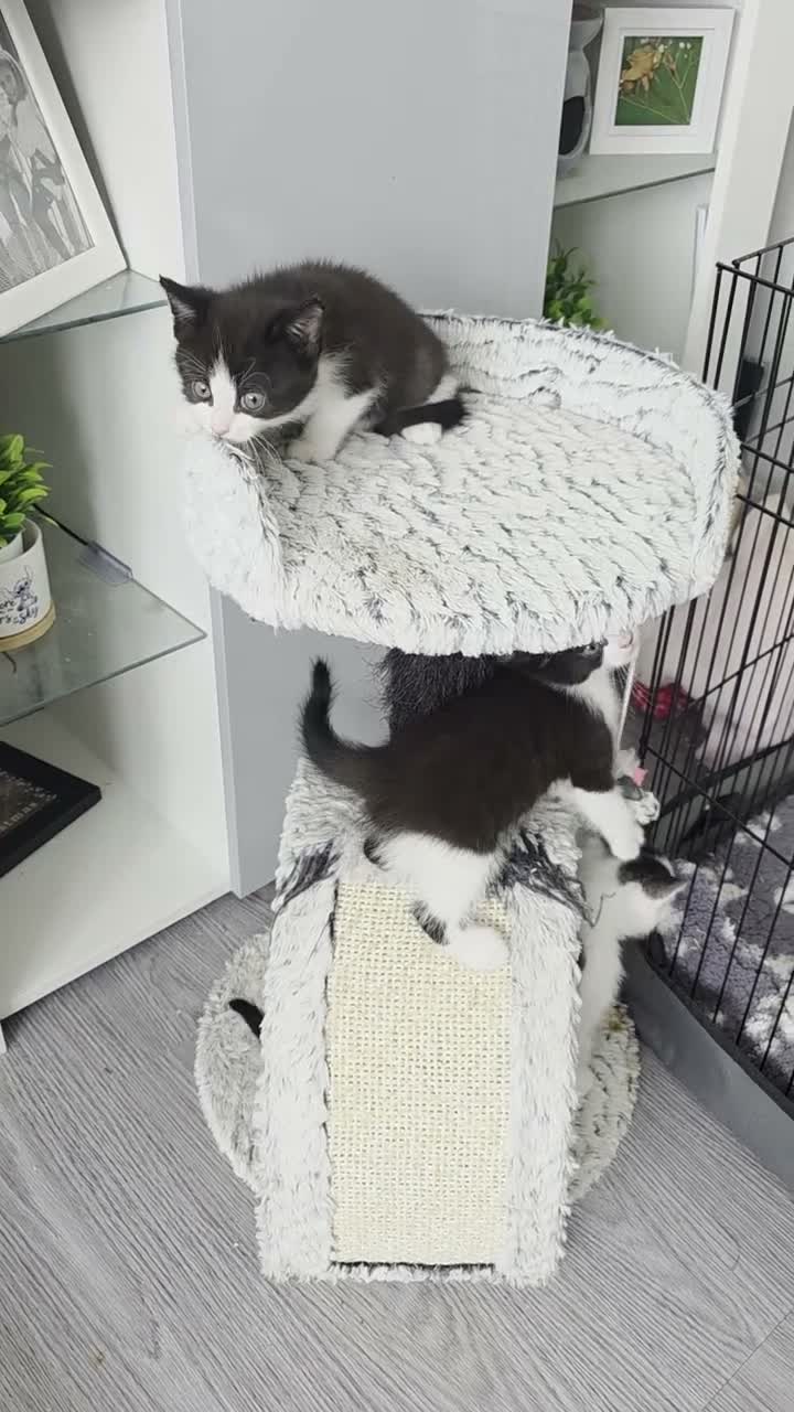 Mixed Breed cats for sale: 5 kittens - Video 1