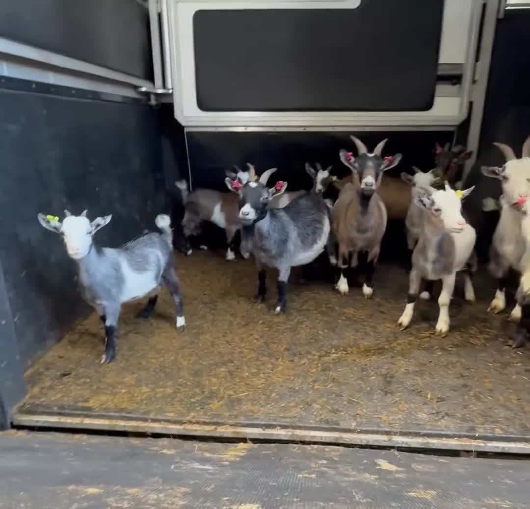 Goats livestock for sale: Hilarious friendly baby Pygmy kids for sale  - Video 3