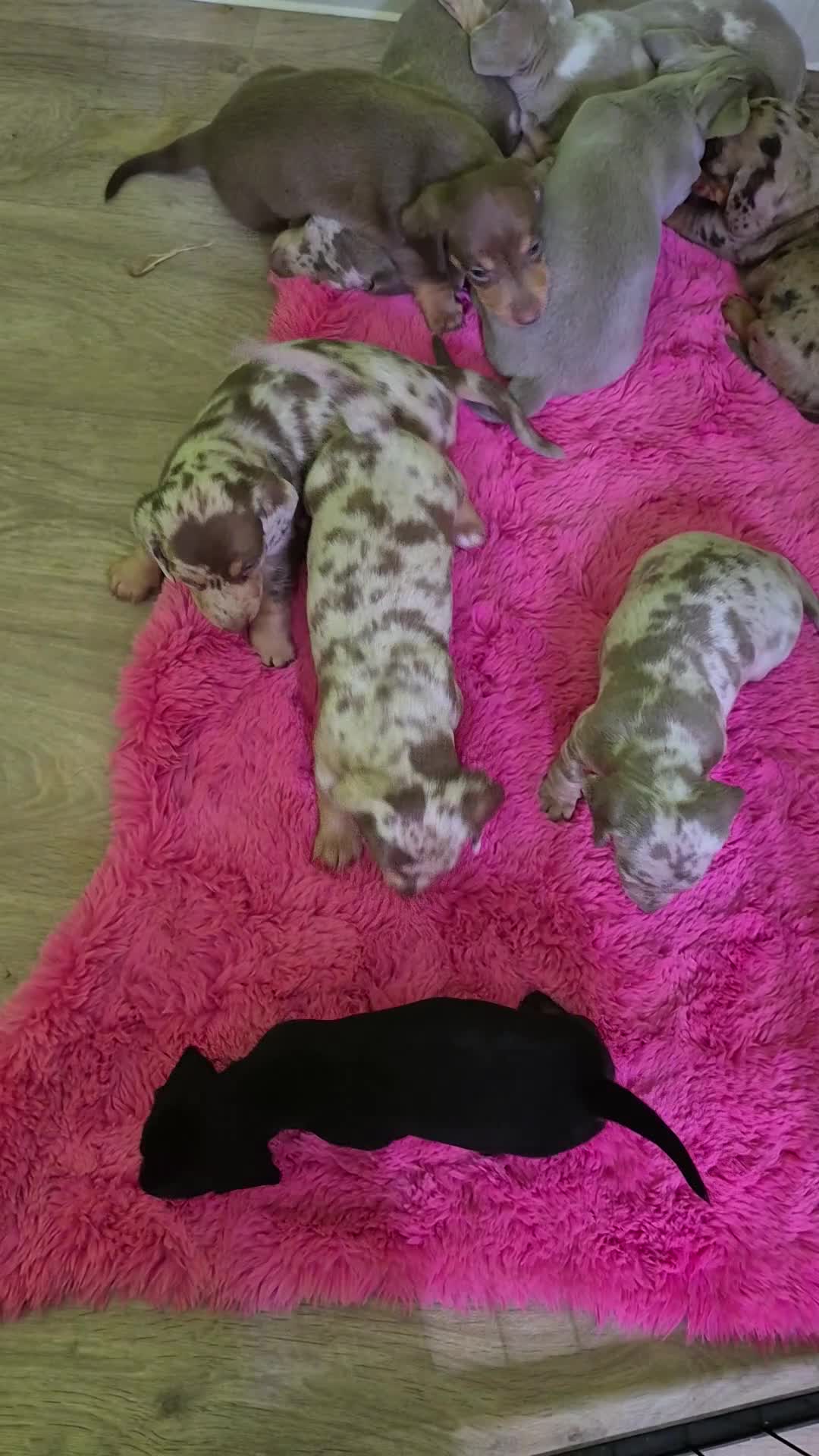 Miniature Dachshund dogs for sale: Kc miniature dachshund - Video 3