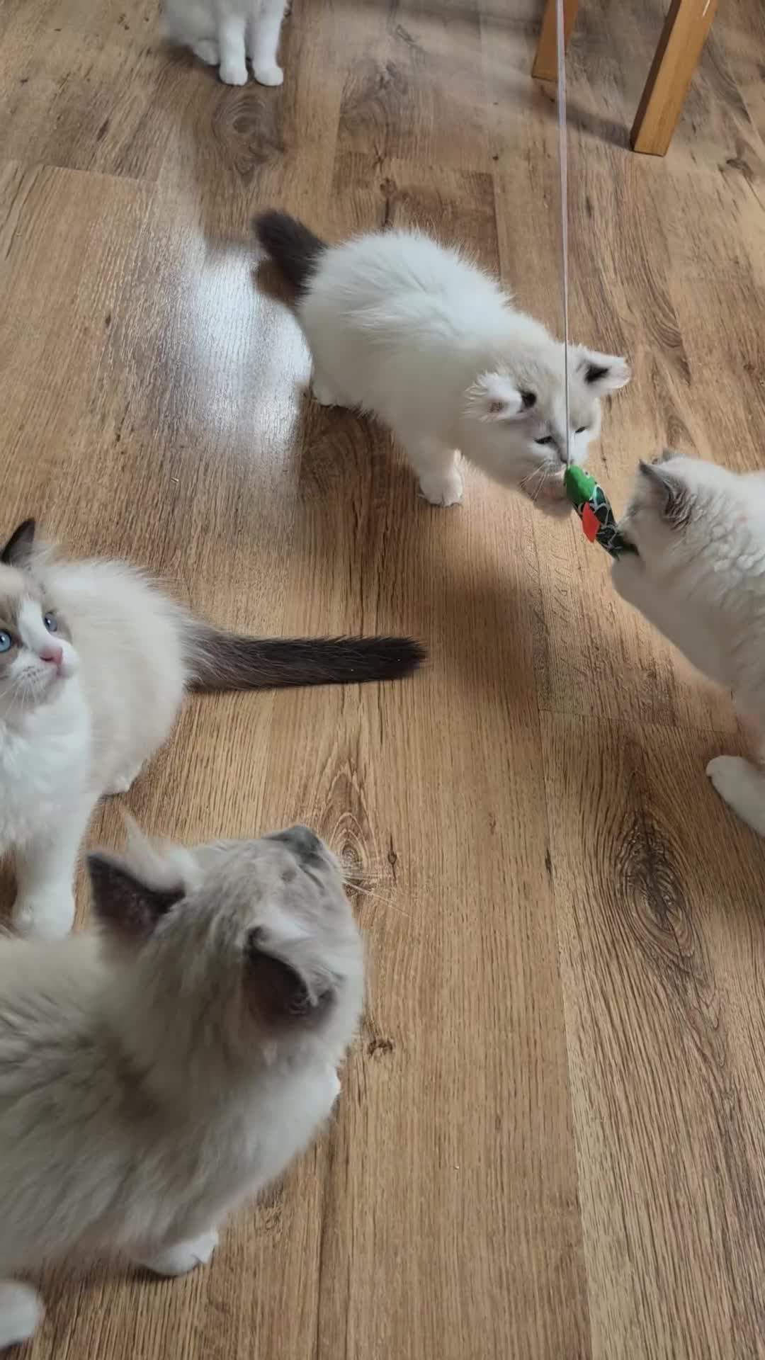Ragdoll cats for sale: Ragdoll Kittens TICA Registered - Video 2