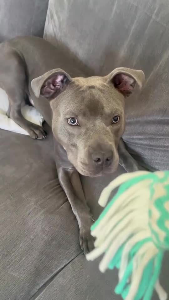 Staffordshire Bull Terrier dogs for sale: Staffordshire bull terrier - Video 1