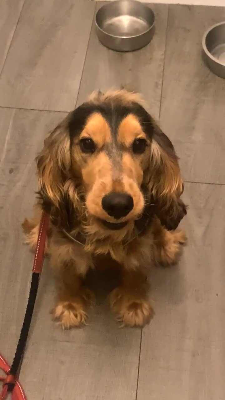 Cocker Spaniel dogs for stud: Show Type Cocker spaniel for stud - Video 1