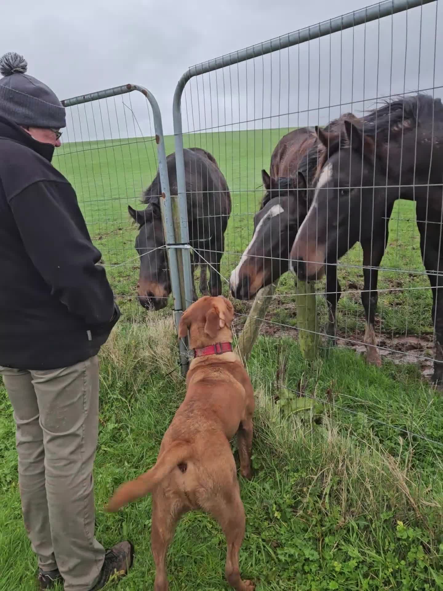 Dogue De Bordeaux dogs for sale: Buddy  - Video 1