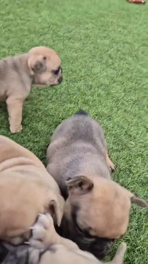French Bulldog dogs for sale: French Bulldog puppies - Video 1