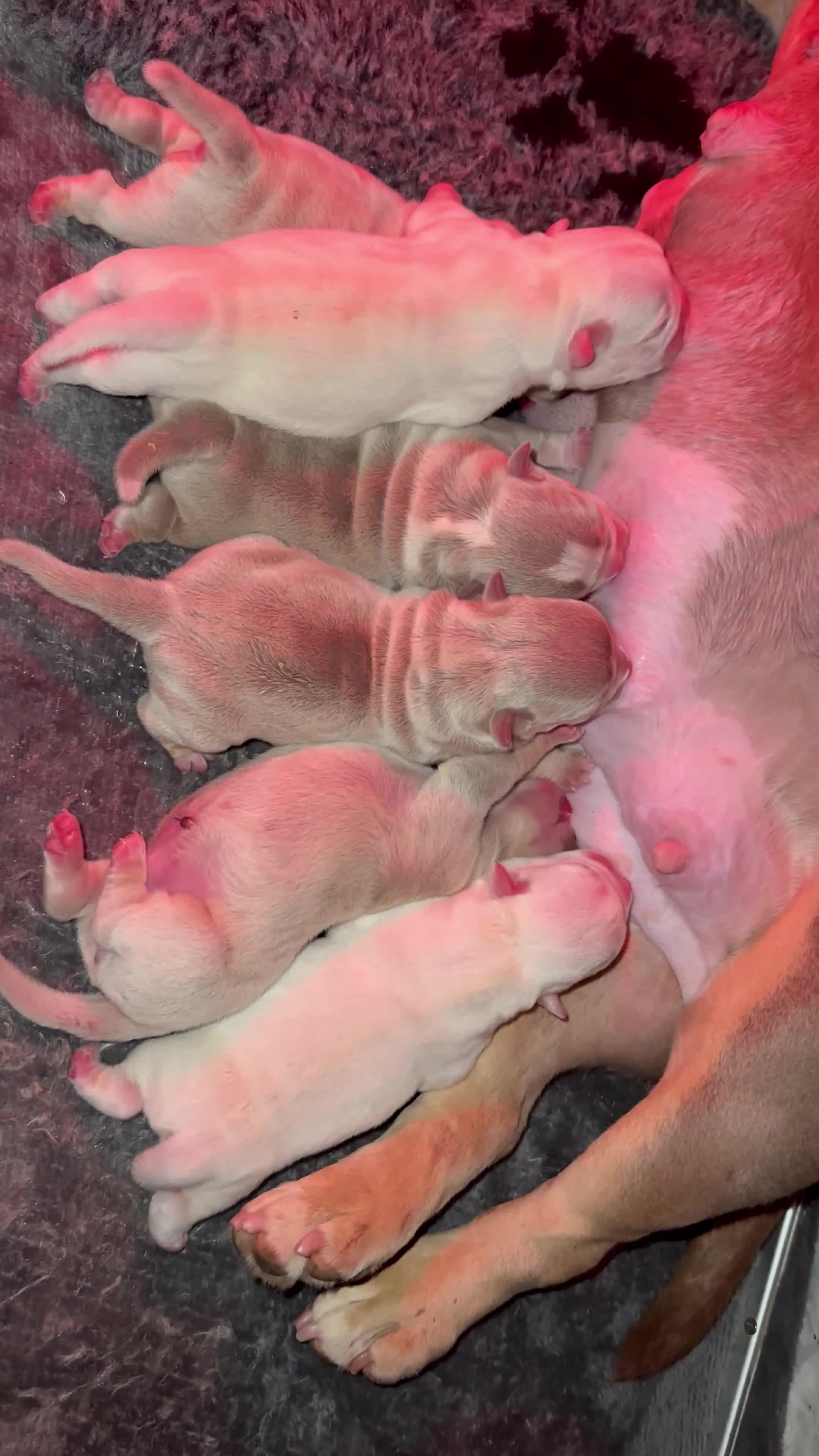 American Bully dogs for sale: Micro exotic bully’s  - Video 2