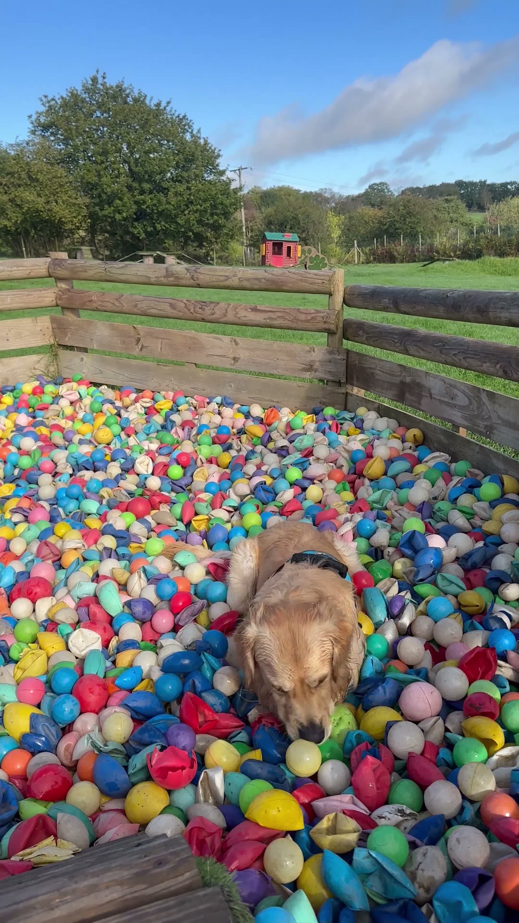 Golden Retriever dogs for stud: KC Registered Golden Retriever for Stud - Video 1