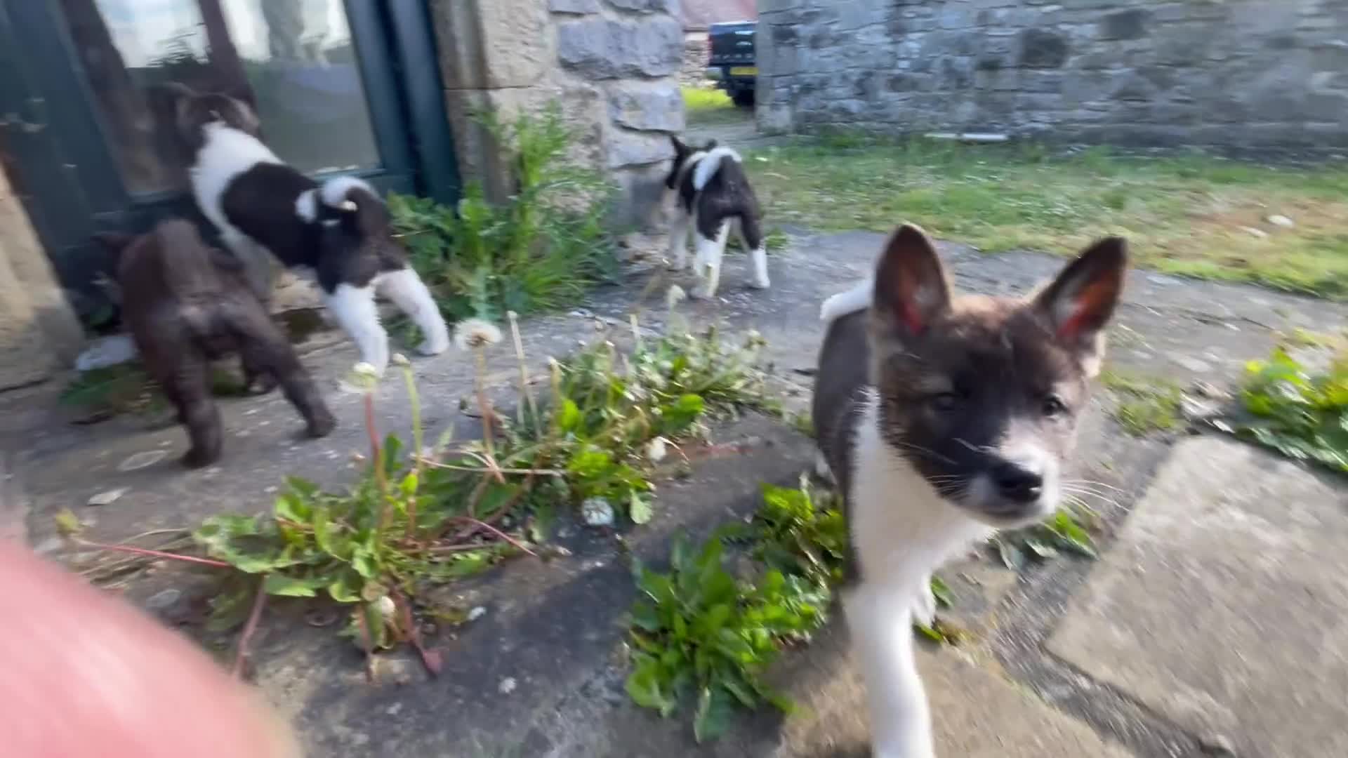 Akita dogs for sale: Akita Puppies  in Buxton - Video 1