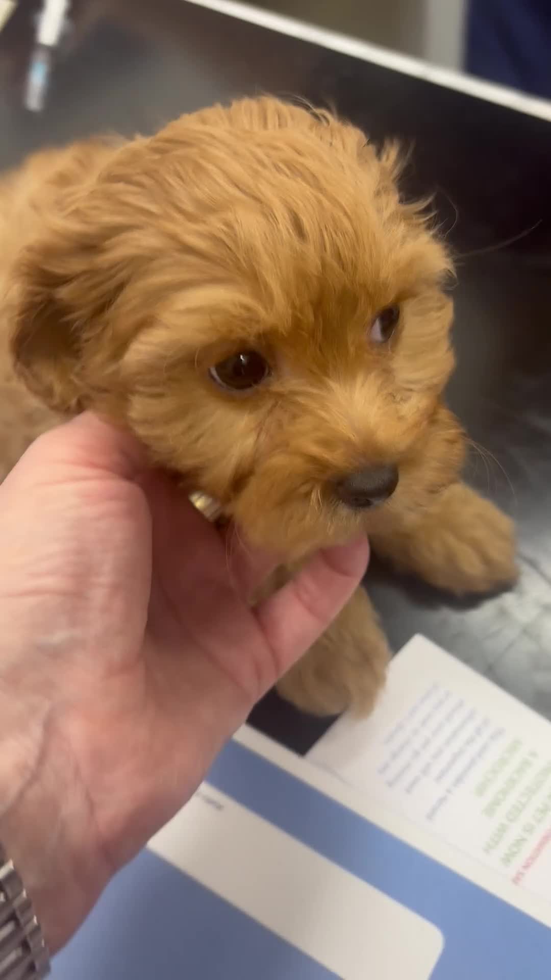 Cavapoo dogs for sale: ⭐️6 CAVAPOO’S Ready Now in CHESHIRE⭐️ - Video 1