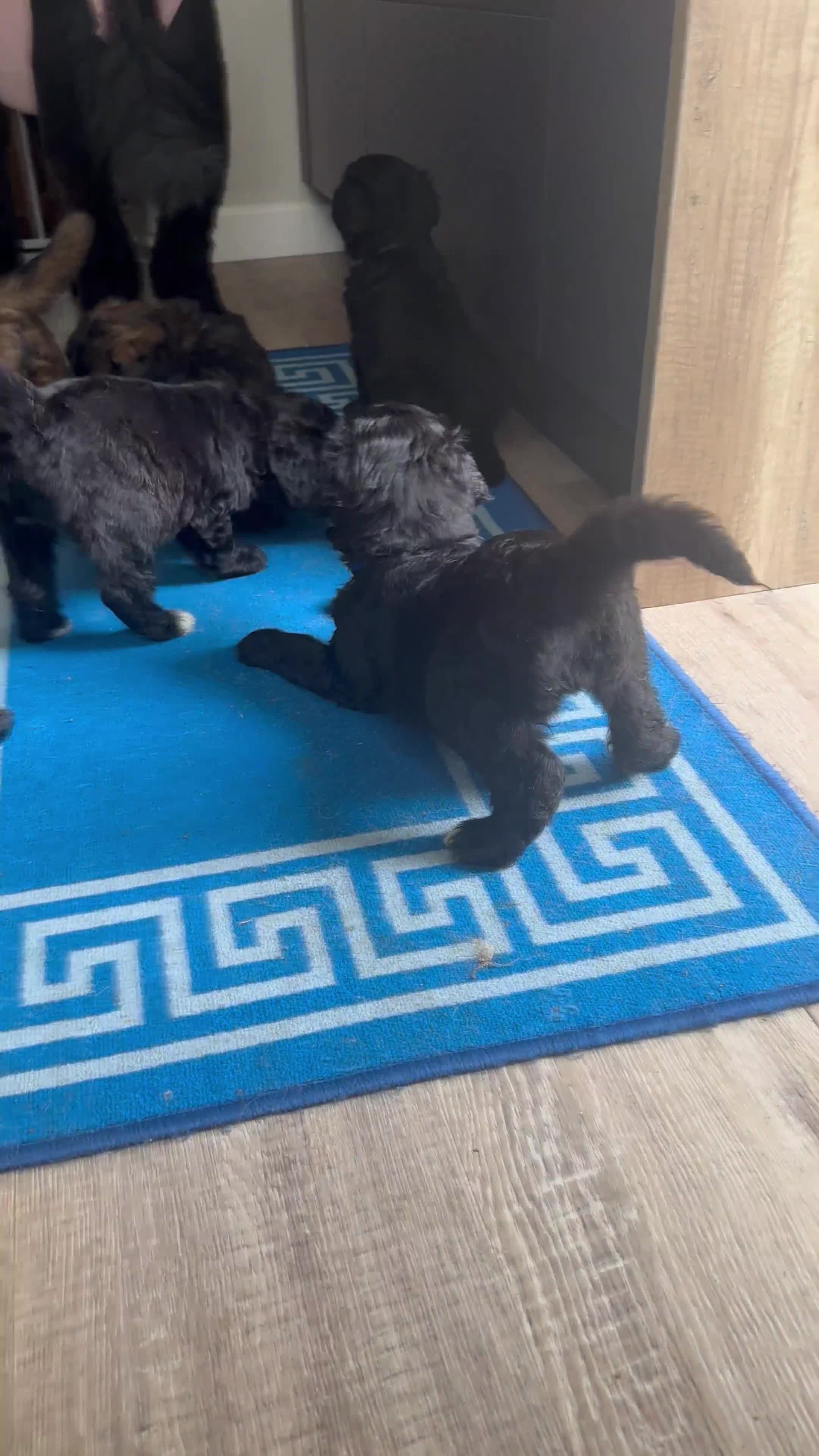 Mixed Breed dogs for sale: F1 Saint Berdoodles - Video 2