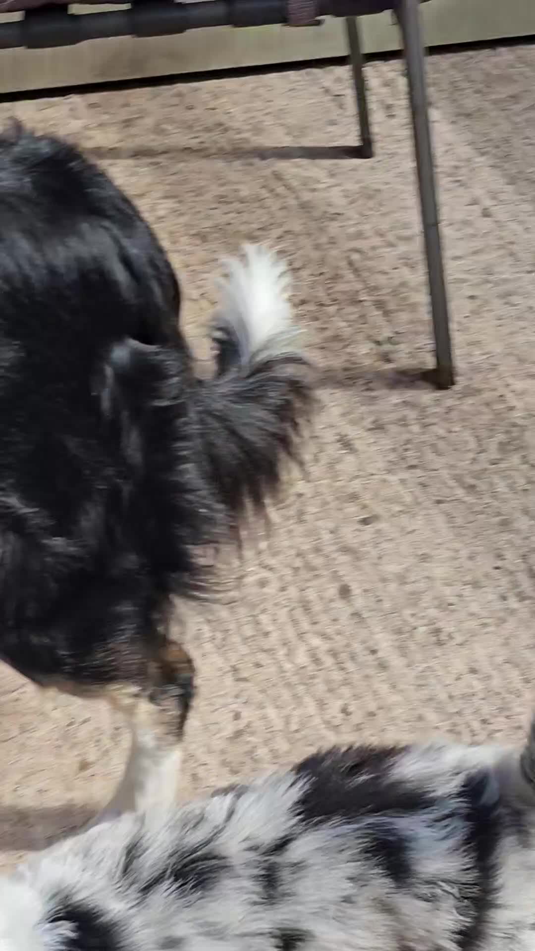 Border Collie dogs for sale: Stunning Border Collie Puppies - Video 1