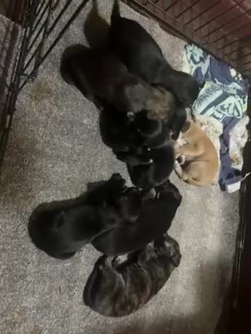 Mixed Breed dogs for sale: Whippet cross lurcher poodle puppies  - Video 1