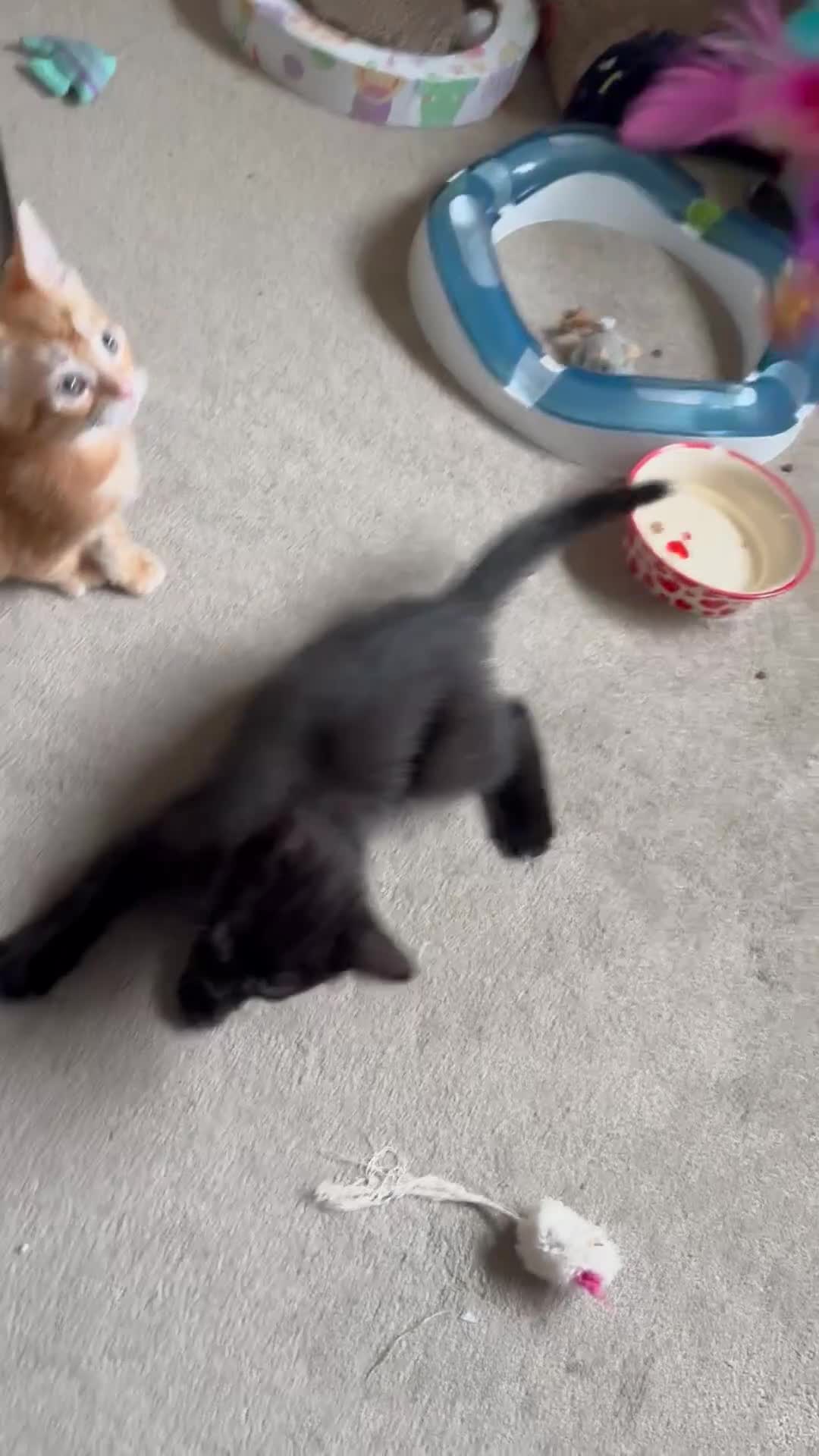 Mixed Breed cats for sale: Lovely bengal mix kittens: tabby, ginger, black - Video 3