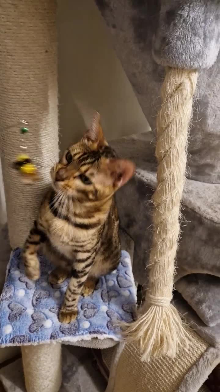 Bengal cats for sale: Beautiful lady ❤️  - Video 1
