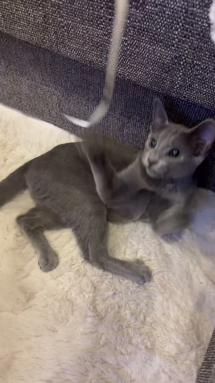 Russian Blue cats for sale: Russian Blue 6 month kitten  - Video 1