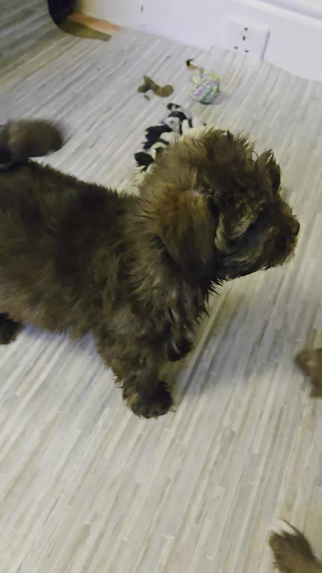 Mixed Breed dogs for sale: Chizer Puppies  in Huddersfield - Video 3
